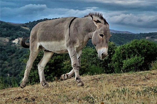 What does it mean to dream of a donkey? What does it mean to dream of a donkey?
