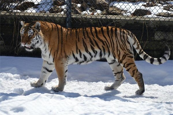 Dreaming of a tiger pouncing on other animals