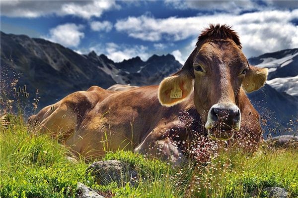 What does it mean to dream of killing a cow? What does it mean to dream of killing a cow?