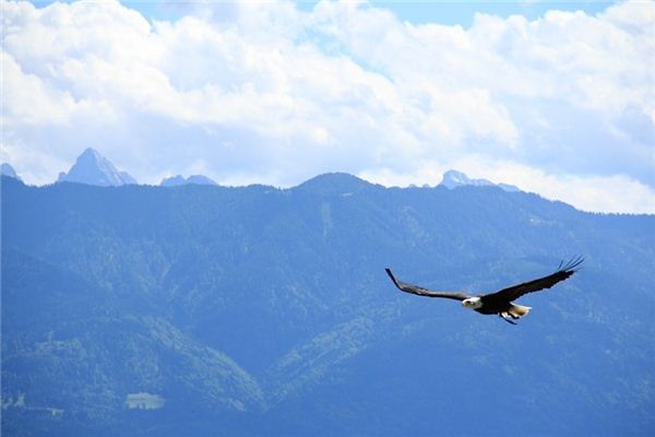 What does it mean to dream of an eagle? What does it mean to dream of an eagle?