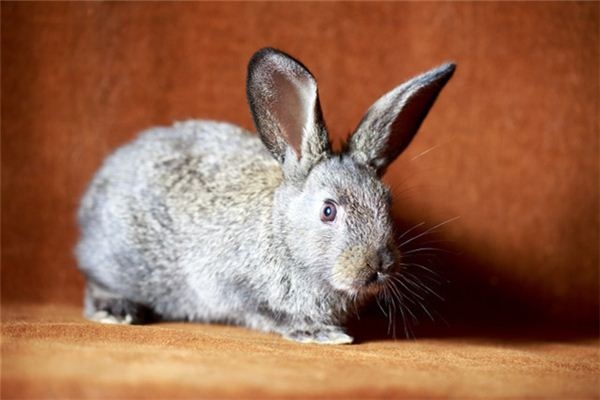 I dreamed that a rabbit ran into the house.