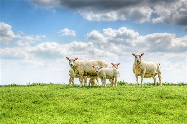 What does it mean to dream of sheep? What does it mean to dream of sheep?