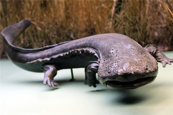 What does it mean to dream of a giant salamander? What does it mean to dream of a giant salamander?