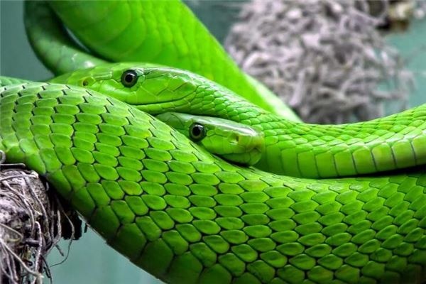 I dreamed of two snakes I dreamed of two snakes
