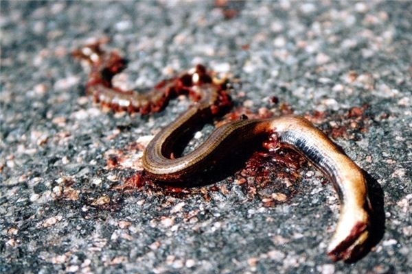 What does it mean to dream of a dead snake? What does it mean to dream of a dead snake?