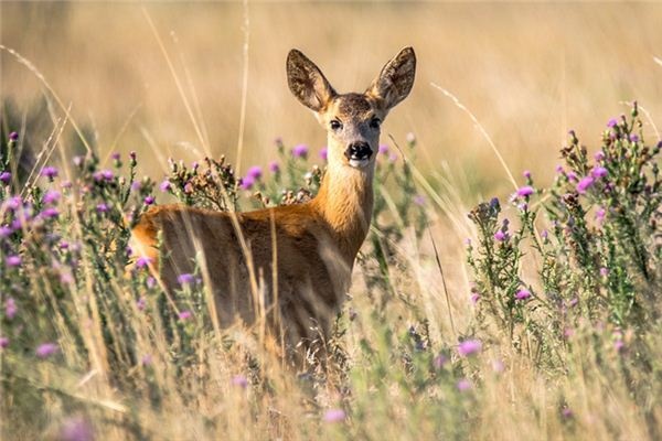 What does it mean to dream of deer and rabbits? What does it mean to dream of deer and rabbits?