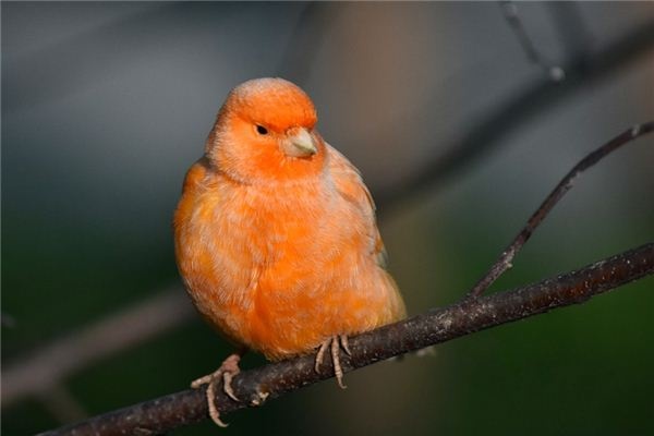 What does it mean to dream of a canary? What does it mean to dream of a canary?