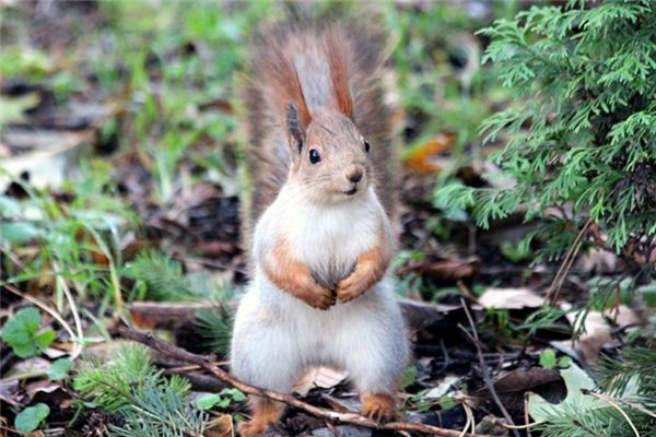 What does it mean to dream of squirrels?