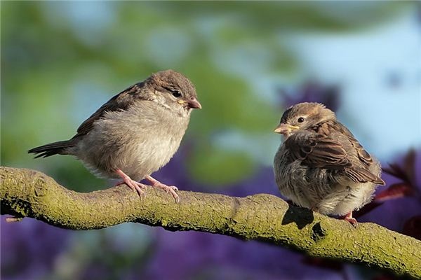 What does it mean to dream of sparrows? What does it mean to dream of sparrows?