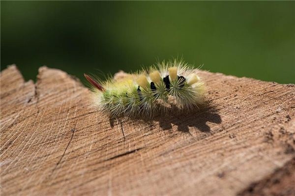 Dreaming of caterpillars