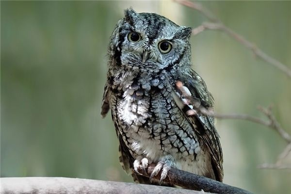 What does it mean to dream of an owl? What does it mean to dream of an owl?