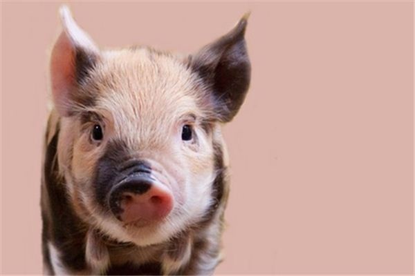 What does it mean to dream of raising pigs? What does it mean to dream of raising pigs?
