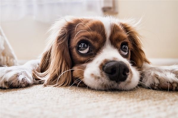 What does it mean to dream of beating a dog? What does it mean to dream of beating a dog?
