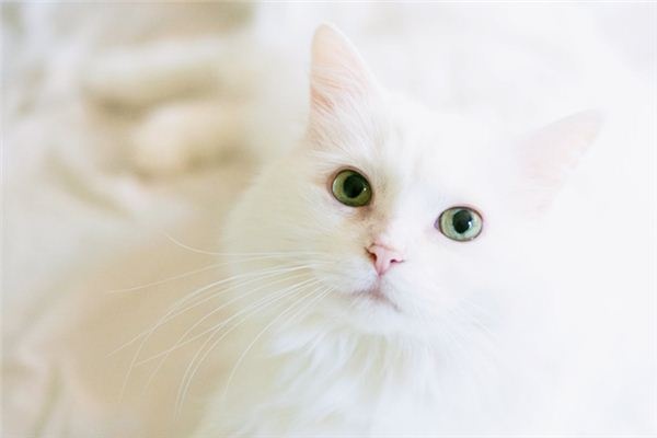 What does it mean to dream of a white cat?