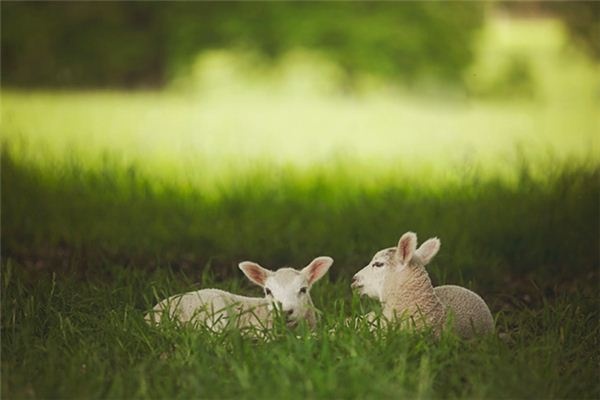 What does it mean to dream of a goat lamb?
