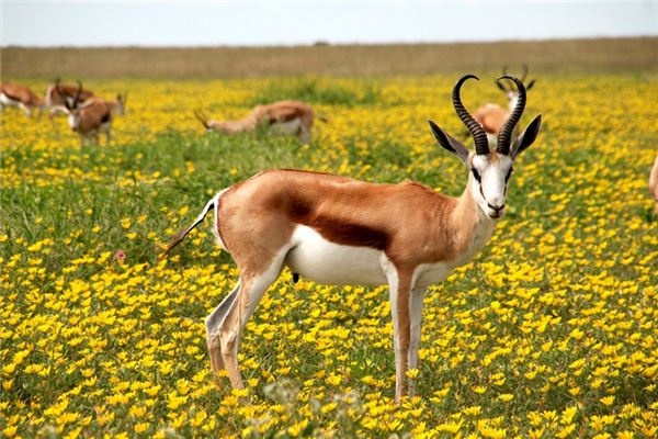 What does it mean to dream of an antelope? What does it mean to dream of an antelope?