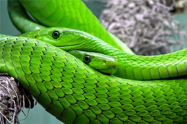 What does it mean to dream of a snake killing someone? What does it mean to dream of a snake killing someone?