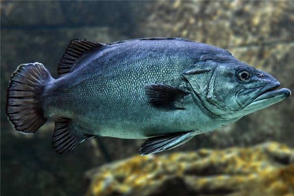 What does it mean to dream of a black fish? What does it mean to dream of a black fish?