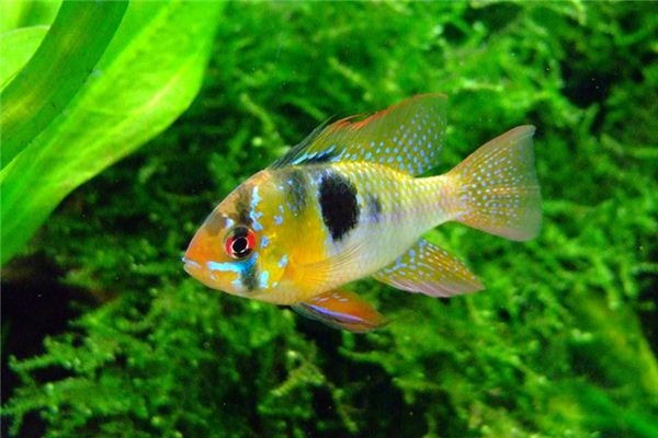 What does it mean to dream of sea bream? What does it mean to dream of sea bream?