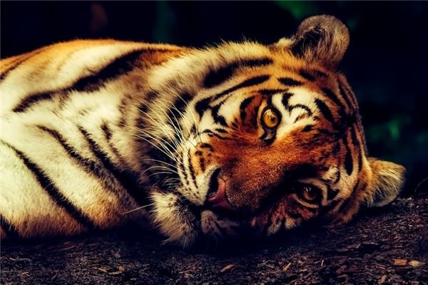 What does it mean to dream of killing a tiger? What does it mean to dream of killing a tiger?