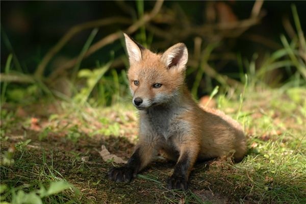 What does it mean to dream of small animals? What does it mean to dream of small animals?