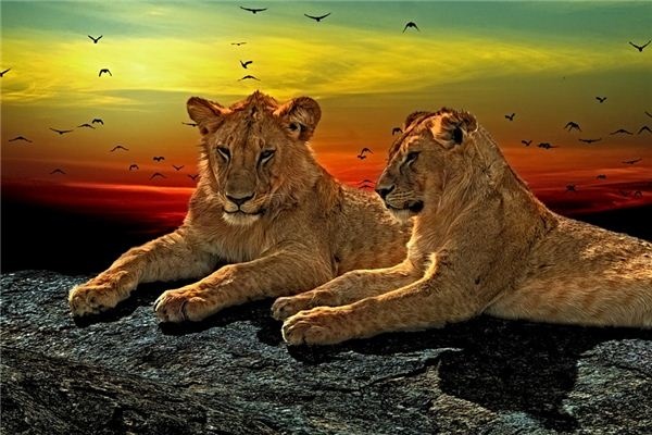 What does it mean to dream of an animal head? What does it mean to dream of an animal head?