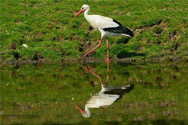 What does it mean to dream of a stork? What does it mean to dream of a stork?