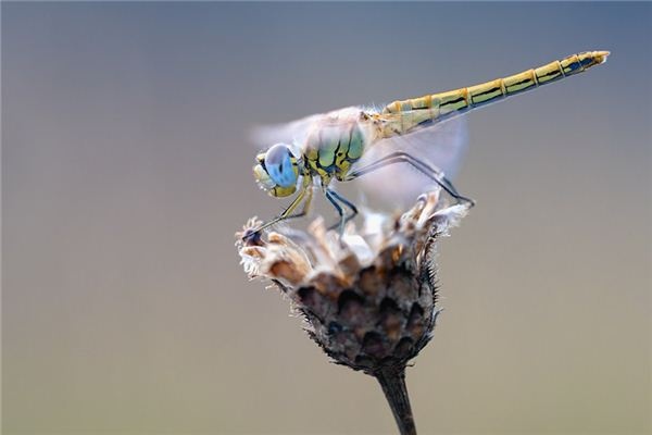 What does it mean to dream of dragonflies? What does it mean to dream of dragonflies?