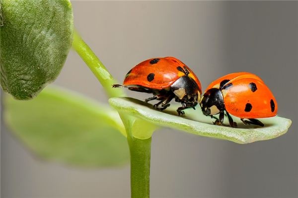 What does it mean to dream of insects? What does it mean to dream of insects?