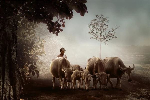 I dreamed of cows on both sides of the road.