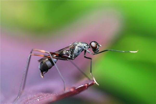 I dreamed of ants marching.