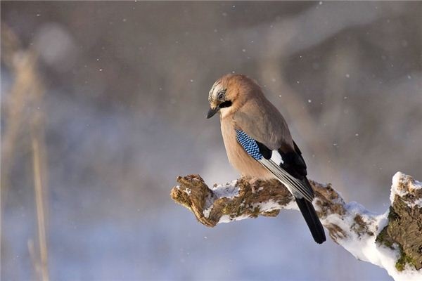 What does it mean to dream of a white-necked crow? What does it mean to dream of a white-necked crow?