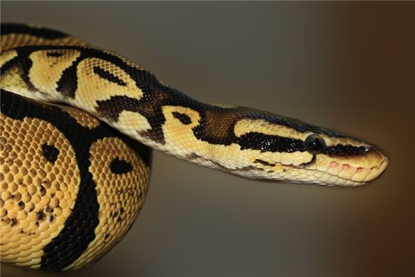 What does it mean to dream of a snake's head? What does it mean to dream of a snake's head?
