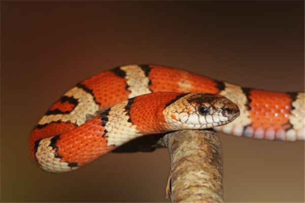 Dreaming of a large snake Dreaming of a large snake