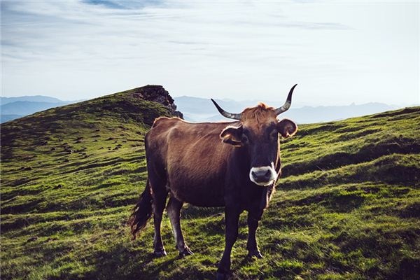 What does it mean to dream of being chased by a cow? What does it mean to dream of being chased by a cow?