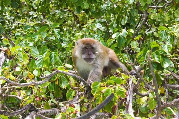 Dreaming of monkeys walking or jumping