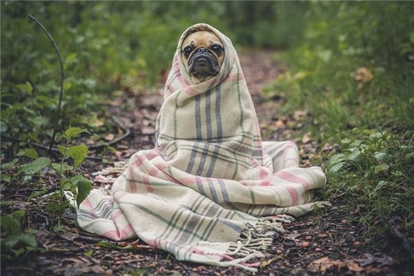 What does it mean to dream of killing a dog?