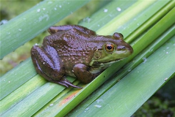 What does it mean to dream of bullfrogs? What does it mean to dream of bullfrogs?
