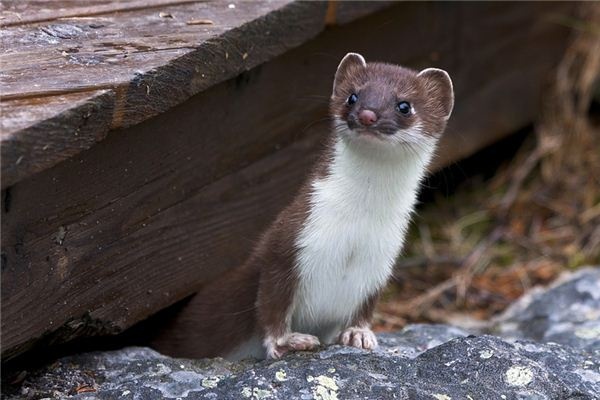 What does it mean to dream of a weasel? What does it mean to dream of a weasel?