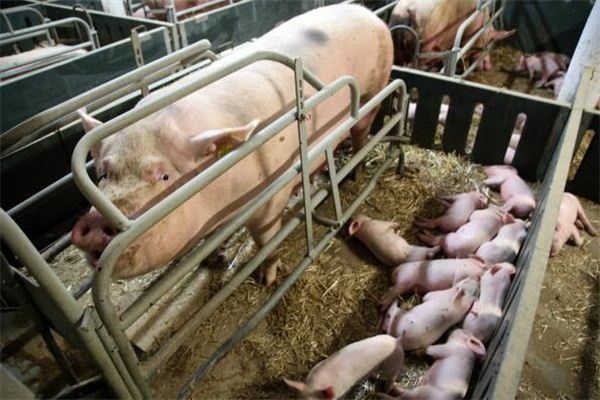 Dreaming of a sow giving birth to piglets