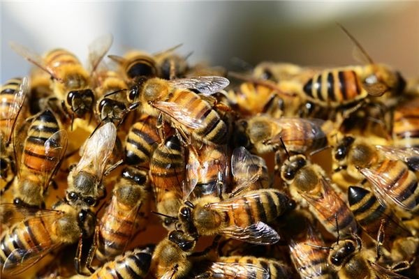 What does it mean to dream of a swarm of bees? What does it mean to dream of a swarm of bees?