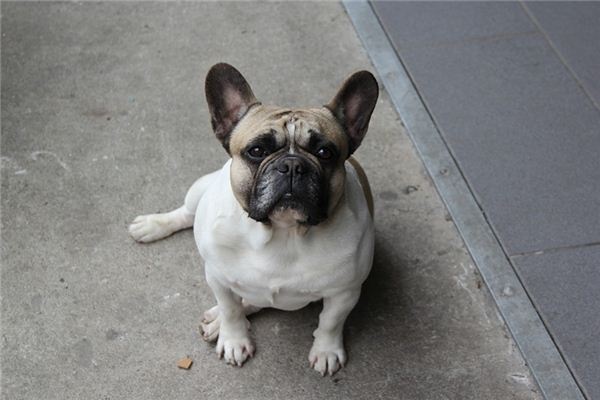 What does it mean to dream of a pug? What does it mean to dream of a pug?