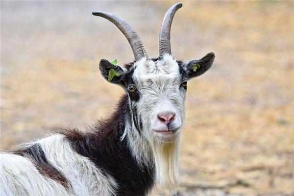 What does it mean to dream of a goat? What does it mean to dream of a goat?