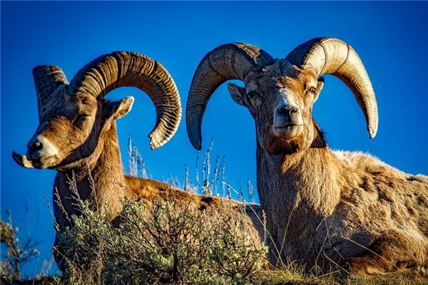 What does it mean to dream of a ram? What does it mean to dream of a ram?