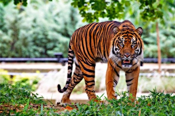 What does it mean to dream of a tiger?