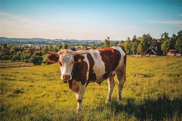 What does it mean to dream of a cow?