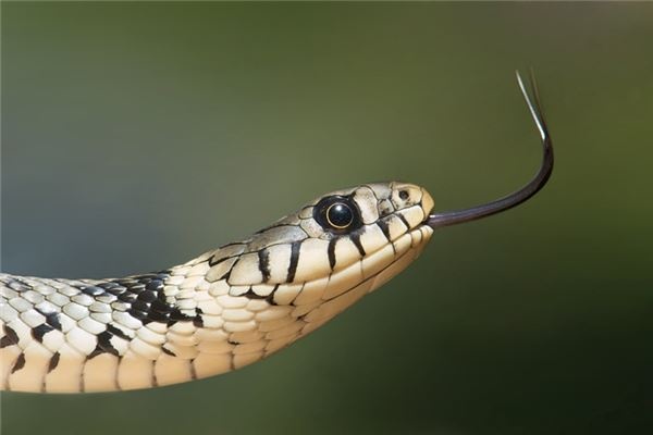 I dreamed of many snakes coiling around my body. I dreamed of many snakes coiling around my body.
