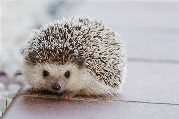 What does it mean to dream of a hedgehog? What does it mean to dream of a hedgehog?