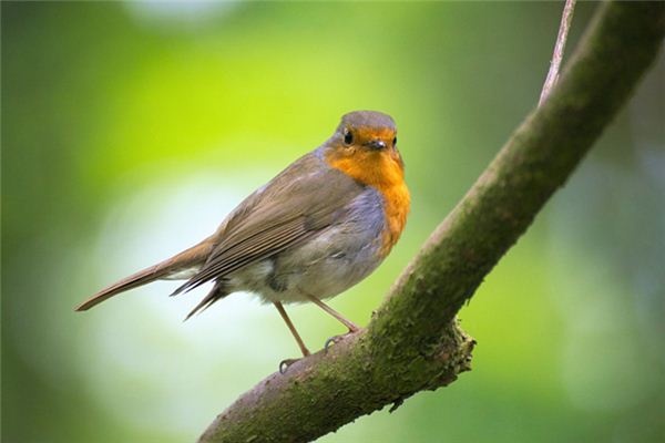 What does it mean to dream of being pecked by a bird? What does it mean to dream of being pecked by a bird?