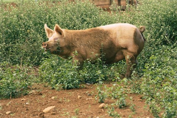 I dreamed that a pig leaned against me.